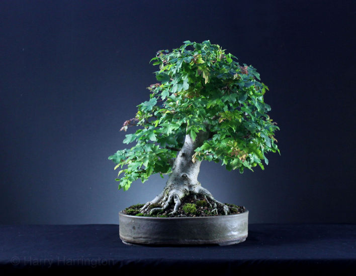 Acer campestre Field Maple bonsai